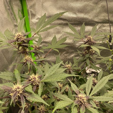 FastBerry growlog timeline photo