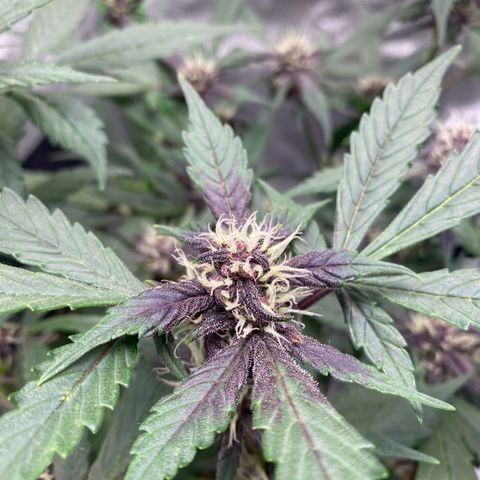 FastBerry growlog timeline photo