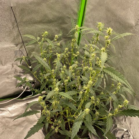 Strawberry Gum growlog timeline photo