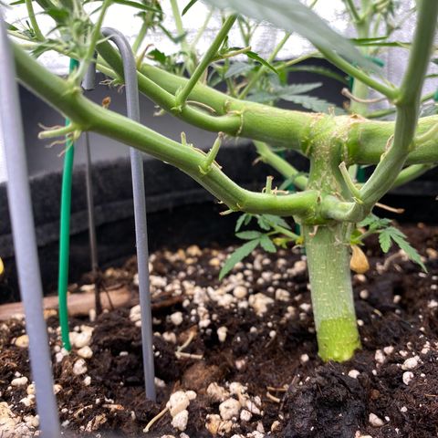 Strawberry Gum growlog timeline photo