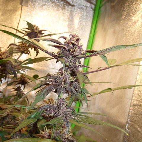FastBerry growlog timeline photo