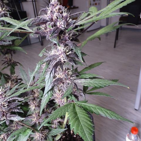 FastBerry growlog timeline photo