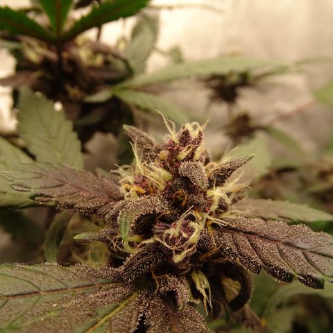 FastBerry growlog timeline photo