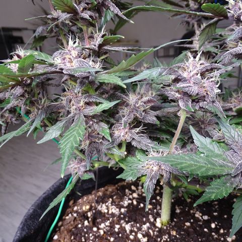 FastBerry growlog timeline photo