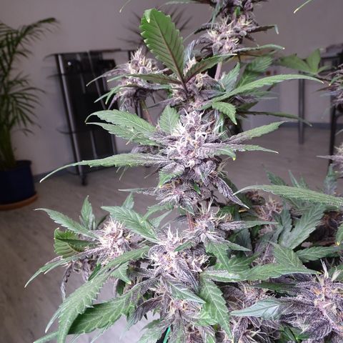 FastBerry growlog timeline photo