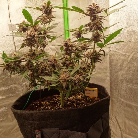 FastBerry growlog timeline photo