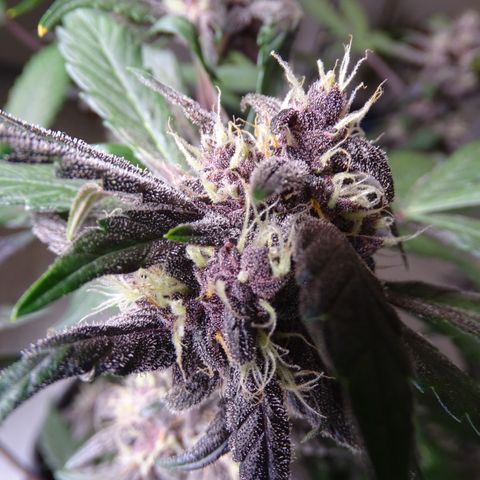 FastBerry growlog timeline photo