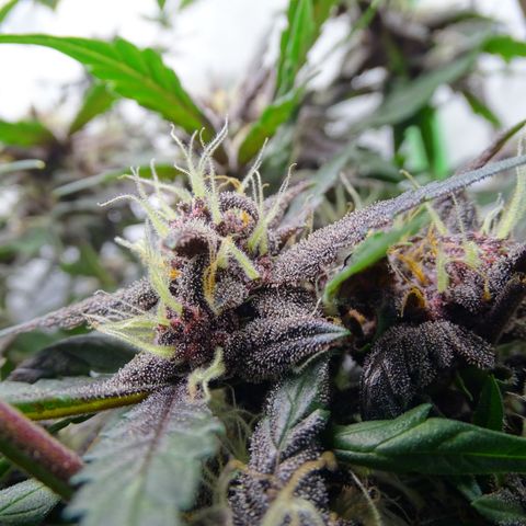 FastBerry growlog timeline photo