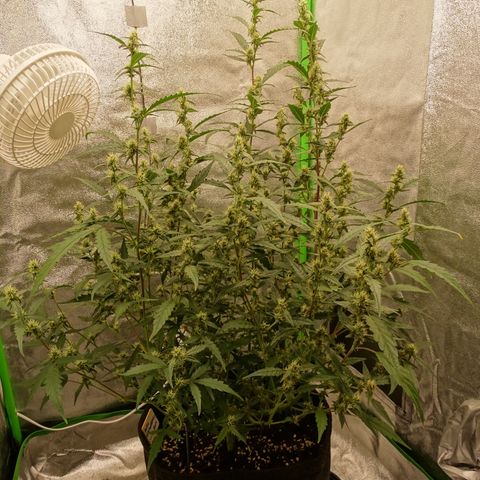 Strawberry Gum growlog timeline photo