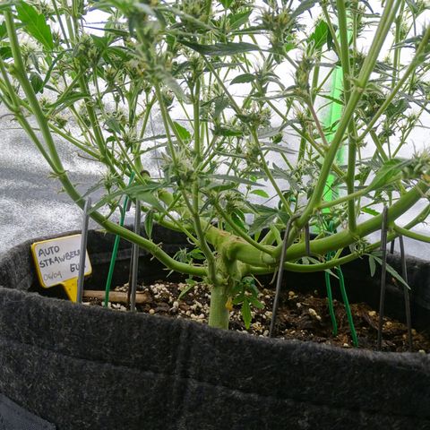 Strawberry Gum growlog timeline photo