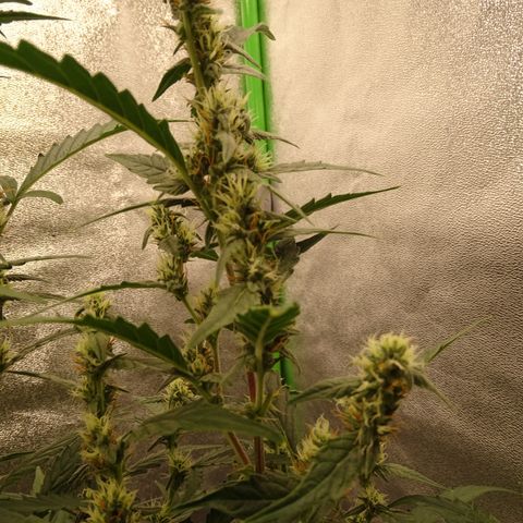 Strawberry Gum growlog timeline photo