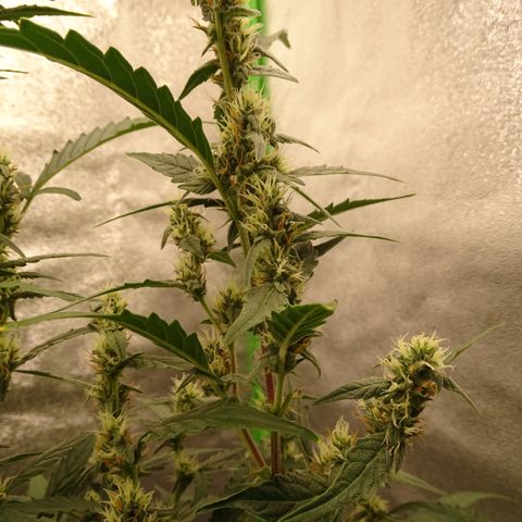 Strawberry Gum growlog timeline photo