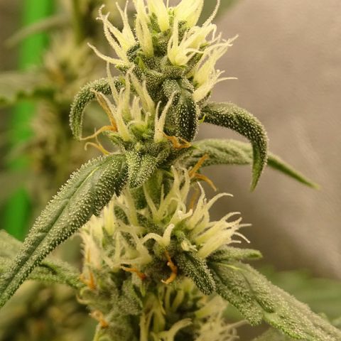 Strawberry Gum growlog timeline photo