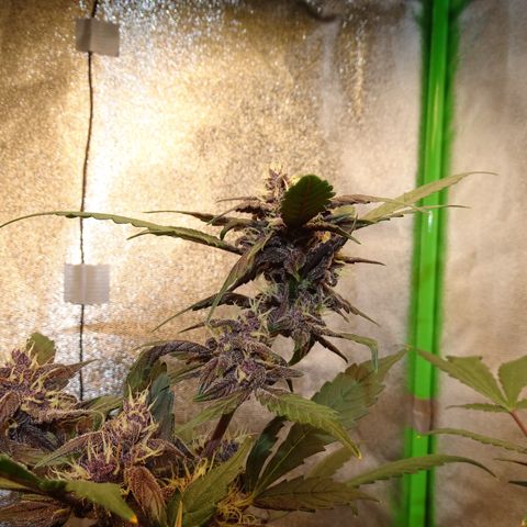 FastBerry growlog timeline photo