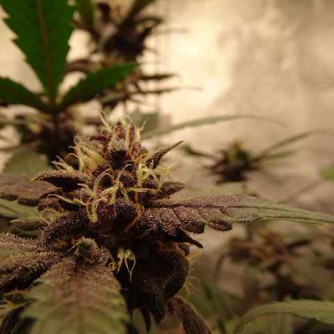FastBerry growlog timeline photo