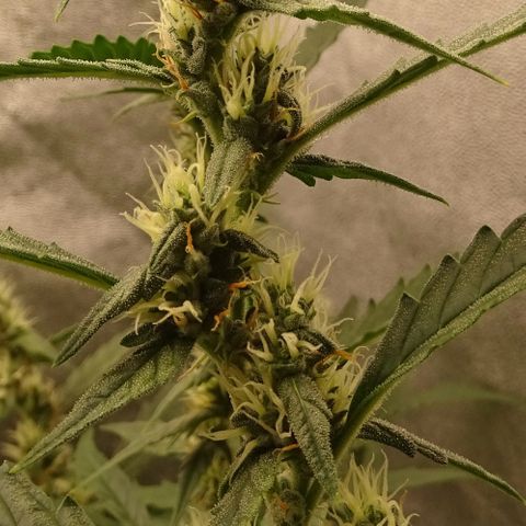 Strawberry Gum growlog timeline photo