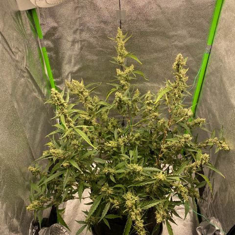 Strawberry Gum growlog timeline photo