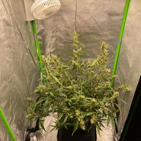 Strawberry Gum growlog timeline photo