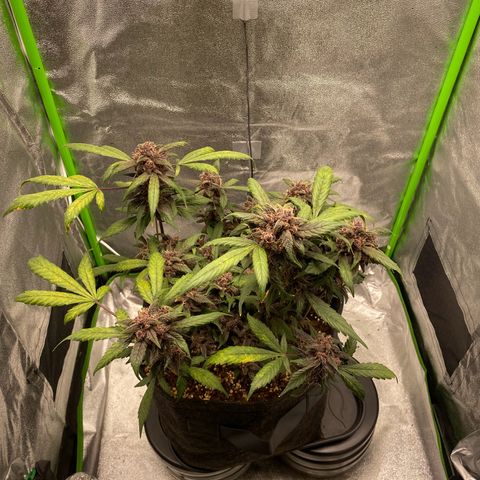 FastBerry growlog timeline photo