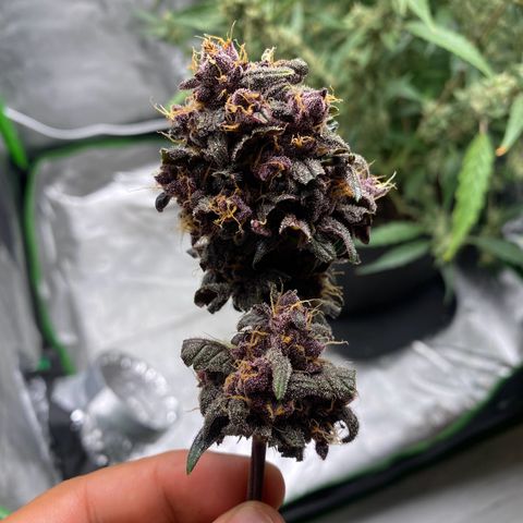 FastBerry growlog timeline photo
