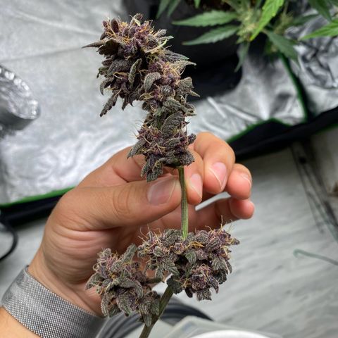 FastBerry growlog timeline photo