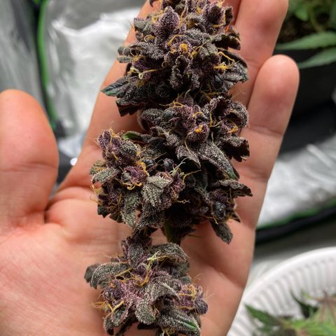 FastBerry growlog timeline photo
