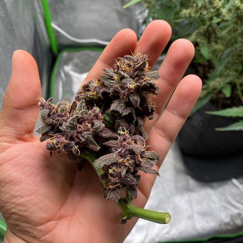 FastBerry growlog timeline photo