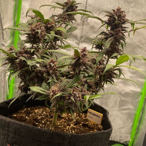 FastBerry growlog timeline photo
