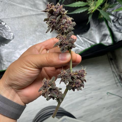 FastBerry growlog timeline photo