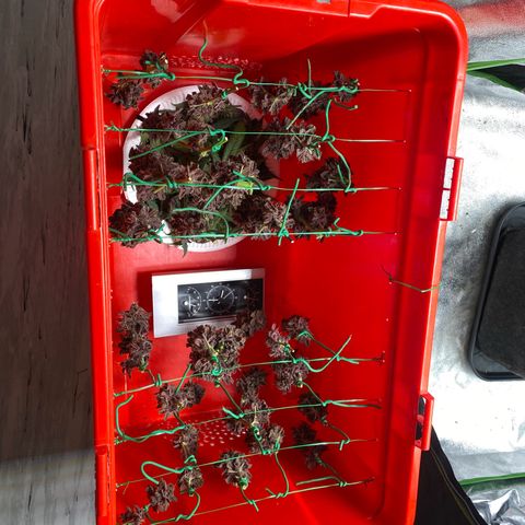 FastBerry growlog timeline photo