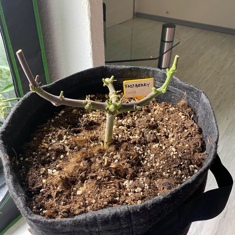 FastBerry growlog timeline photo