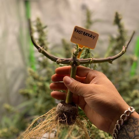 FastBerry growlog timeline photo