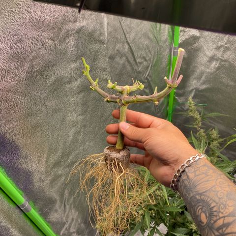 FastBerry growlog timeline photo