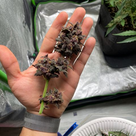 FastBerry growlog timeline photo