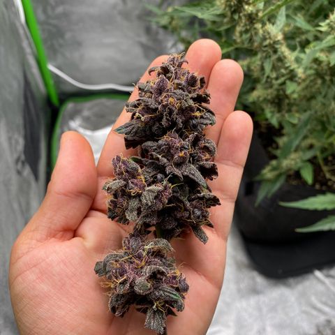 FastBerry growlog timeline photo