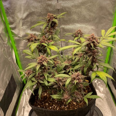 FastBerry growlog timeline photo