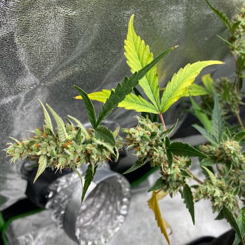 Strawberry Gum growlog timeline photo