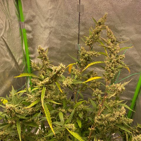 Strawberry Gum growlog timeline photo