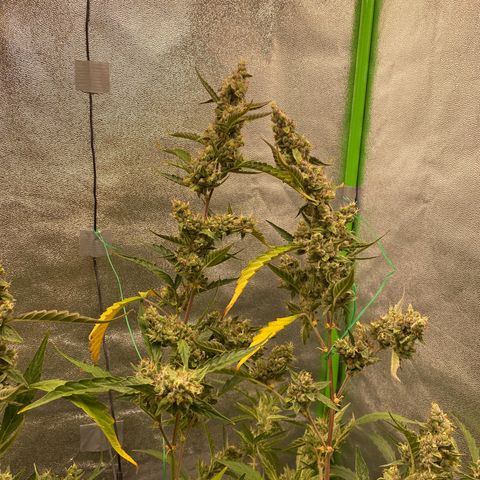 Strawberry Gum growlog timeline photo