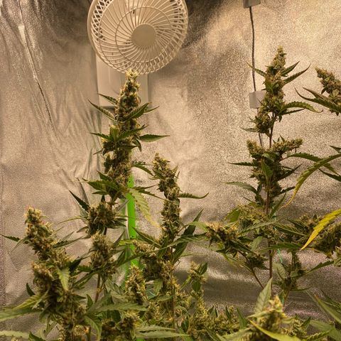 Strawberry Gum growlog timeline photo