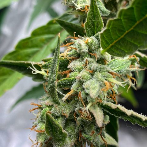 Strawberry Gum growlog timeline photo