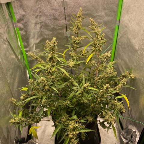 Strawberry Gum growlog timeline photo