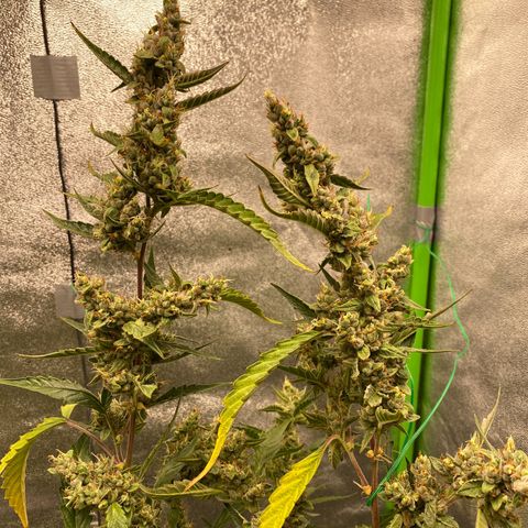 Strawberry Gum growlog timeline photo