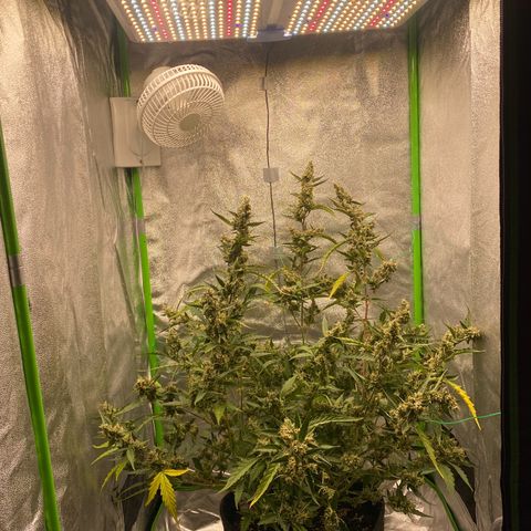 Strawberry Gum growlog timeline photo