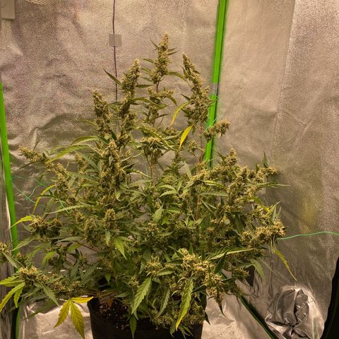 Strawberry Gum growlog timeline photo