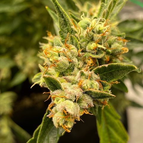 Strawberry Gum growlog timeline photo