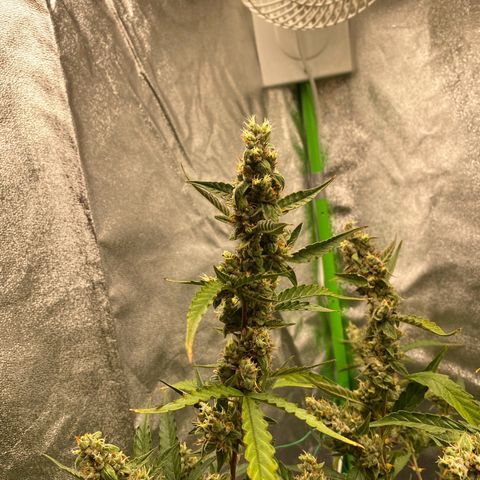 Strawberry Gum growlog timeline photo