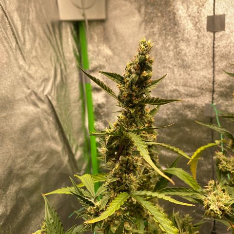 Strawberry Gum growlog timeline photo