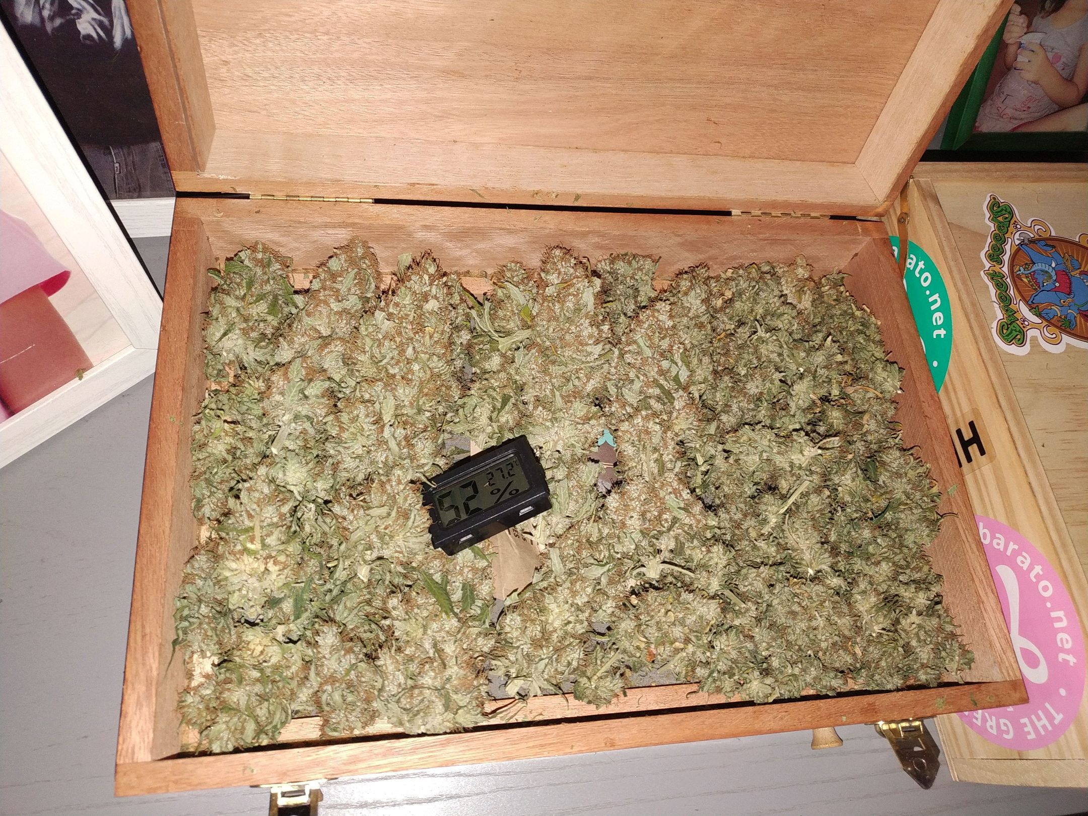 Bubblegummer growlog header