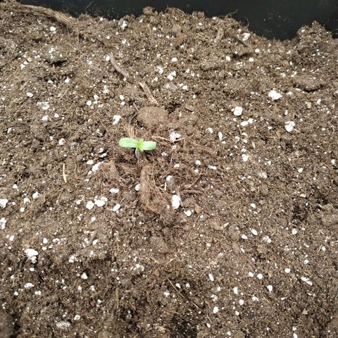Northern Lights growlog timeline photo